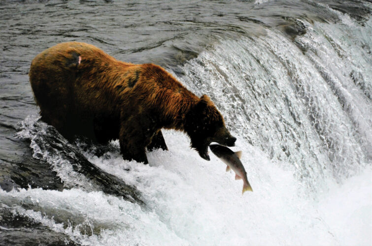 North American Bear Species